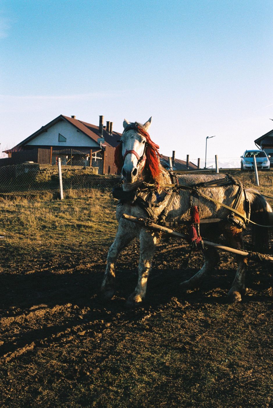 Rumania__0004